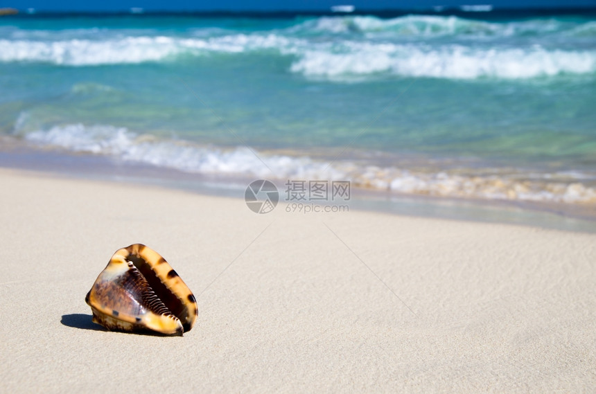海滩的壳自然图片