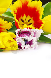 白色背景的郁金香花束图片