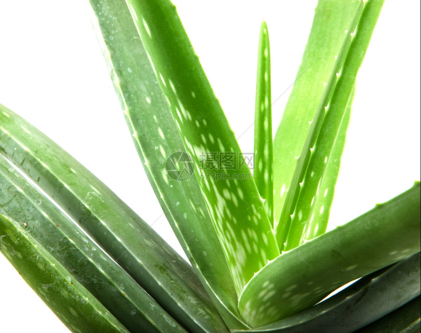 白上隔离的Aloevera植物图片