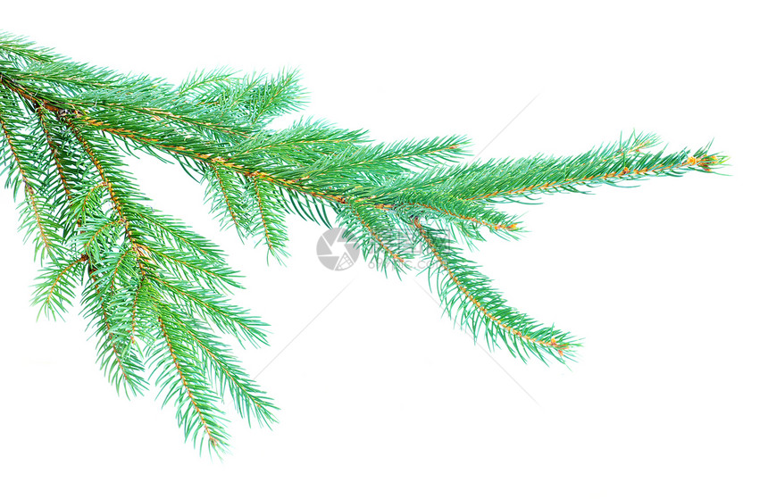 白色的fir树枝圣诞节装饰图片