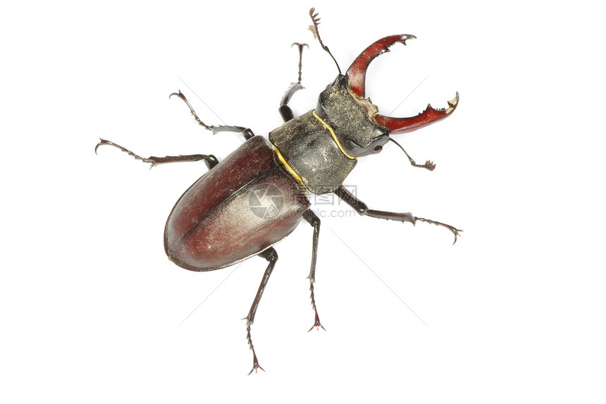 白色背景的鹿角甲虫图片