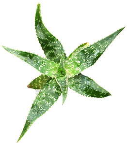 细化的aloevera叶子照片图片