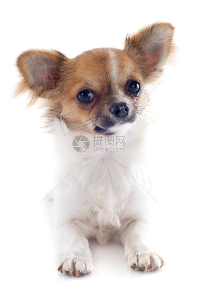 白色背景面前的可爱纯种小狗吉娃肖像图片