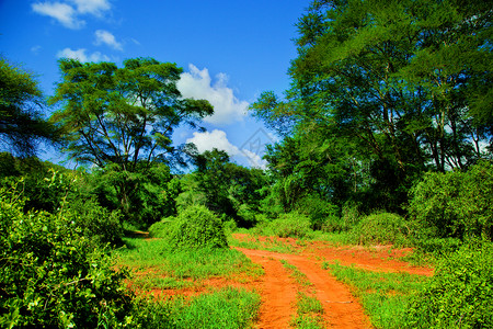红地路和灌木非洲有热带草原景观肯尼亚TsavoWest图片