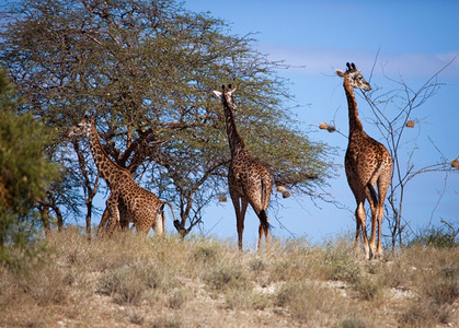 热带草原上三只长颈鹿图片