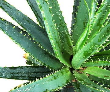 细化的aloevera叶子照片图片