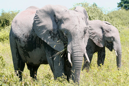 一群大象在其自然栖息地里背景图片