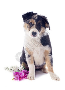 白色背景前的小狗边框collie肖像背景图片