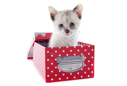 蓝色盒子白色背景前的盒子里美丽纯种小猫背景
