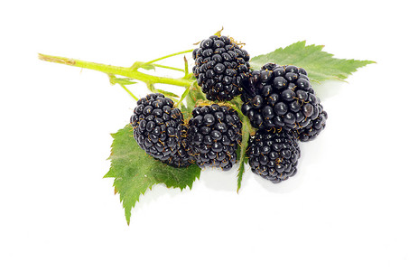 白色背景上隔离的黑莓高清图片