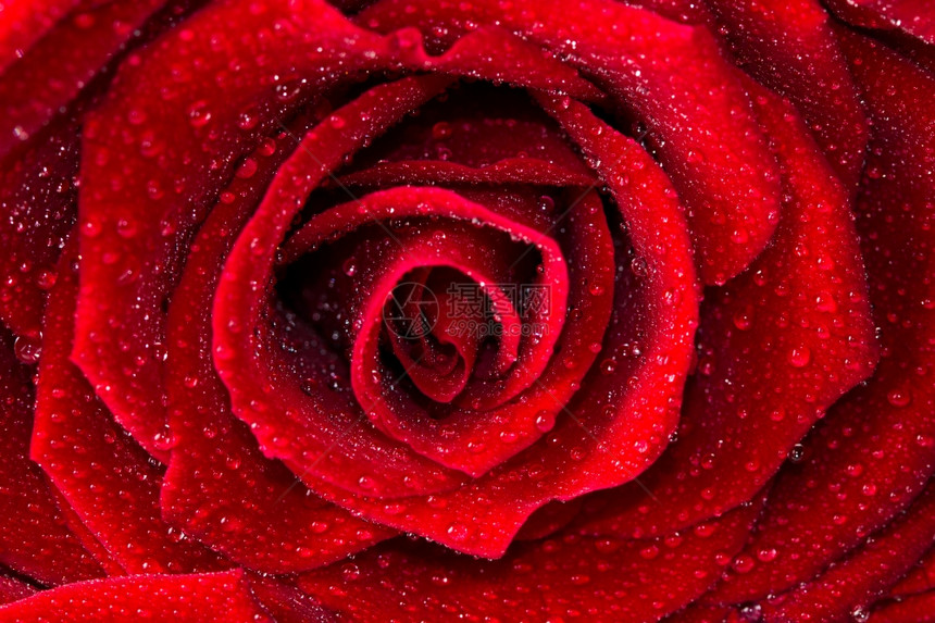 美的红玫瑰紧图片