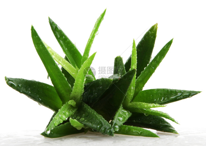 白上隔离的Aloevera植物图片