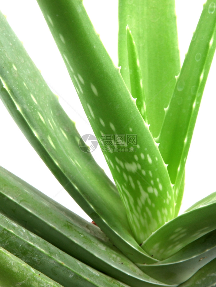 白上隔离的Aloevera植物图片