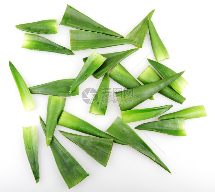 白上隔离的Aloevera植物图片