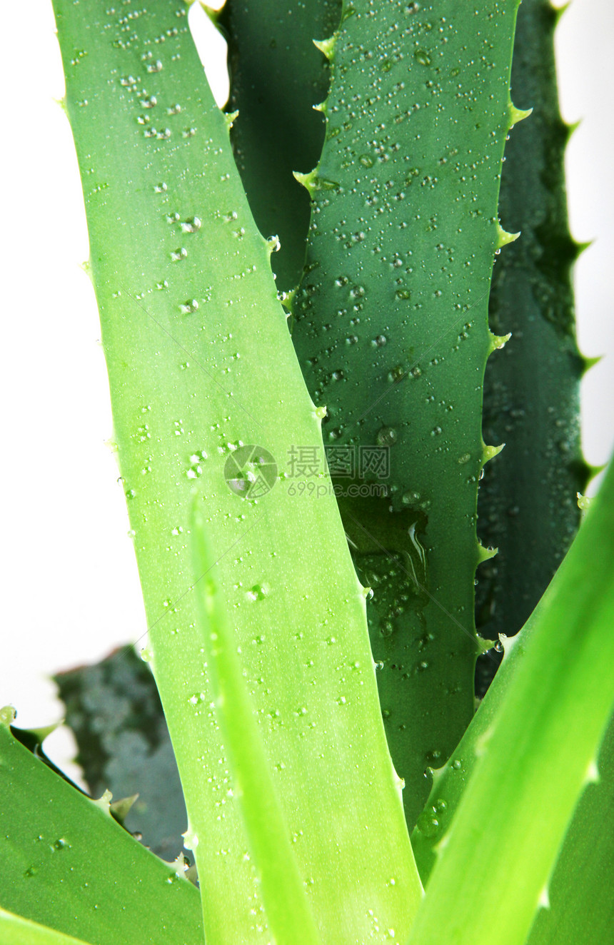 Aloevera阿尔诺韦拉图片