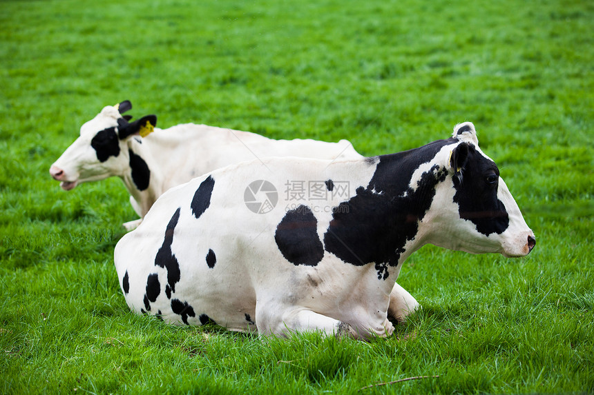 草地上的牛图片