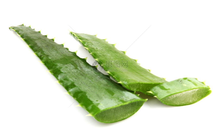 白上隔离的Aloevera植物图片