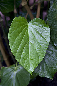 植物上的卡瓦叶图片