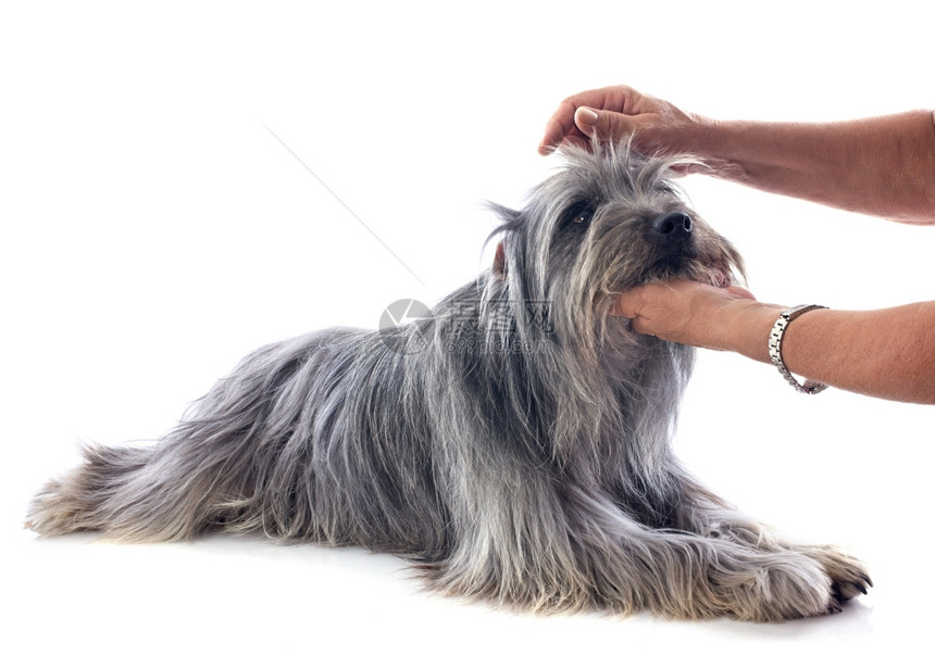 在白色背景面前养一只山羊犬图片