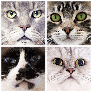 工作室纯种猫的四张肖像图片