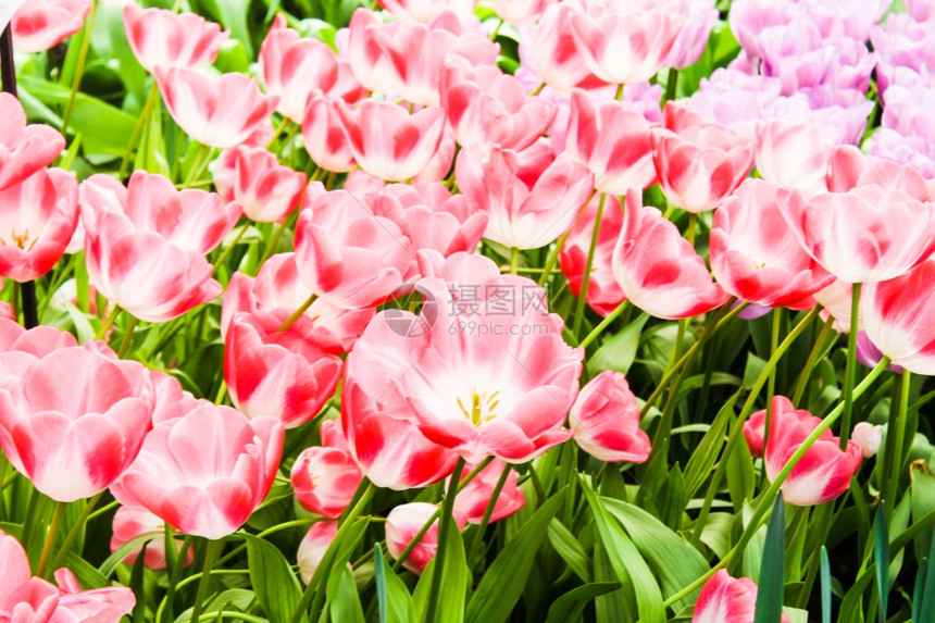 色彩多的郁金香美丽春花鲜背景图片