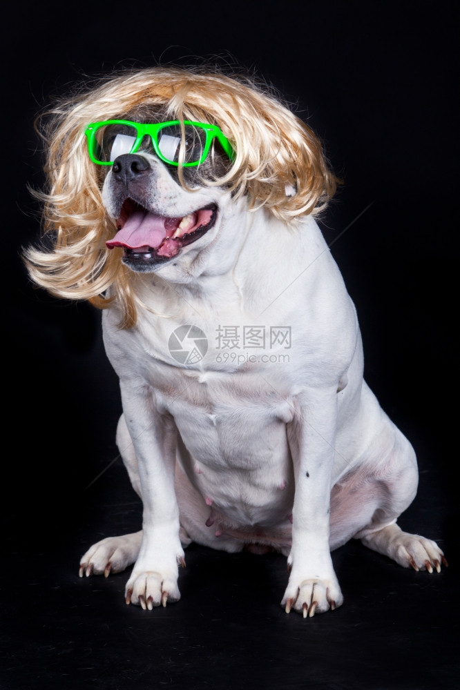 美国斗牛犬戴眼镜图片
