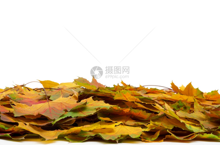 秋天的绿叶在白色上被孤立图片