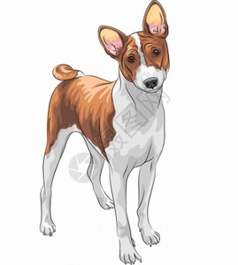 巴森斯韦特狩猎狗巴森吉品种的颜色草图插画