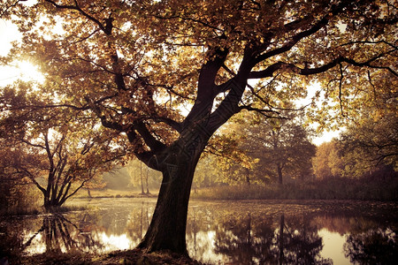 秋天风景多姿彩自然背景图片