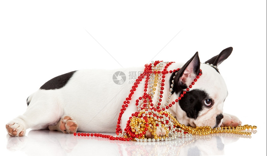 可爱的法国斗牛犬穿着白色背景的珠宝白色背景的法国斗牛犬小狗肖像图片