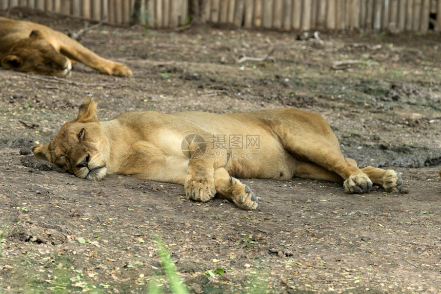 睡个短暂午的狮子座图片