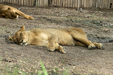 睡个短暂午的狮子座图片