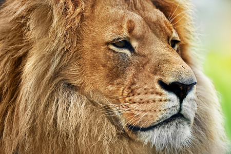 热带草原上的狮子肖像猎物富饶的成年大狮子图片