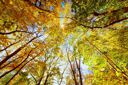 秋树落太阳光照耀着多彩的叶子蓝天空图片
