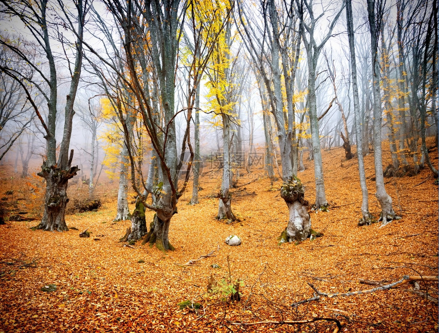 仙子秋林中的黄亮树叶图片