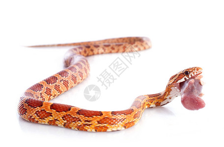 在白色背景面前吃玉米蛇eepeeutetata在白色背景面前吃玉米蛇图片