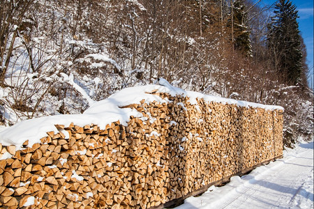 冬季森林中下雪的木柴图片