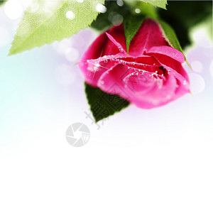 粉红玫瑰白被孤立图片