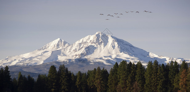 鸟类跨越山脉后向南飞去寻找较温和的气候图片