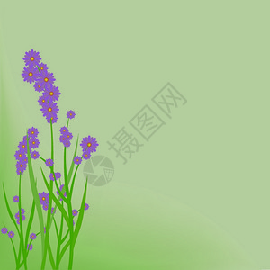 小野花紫罗兰紫色盛开的花背胶插画