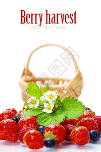 在白色背景上隔离的新鲜浆果和篮子易移动样本文图片