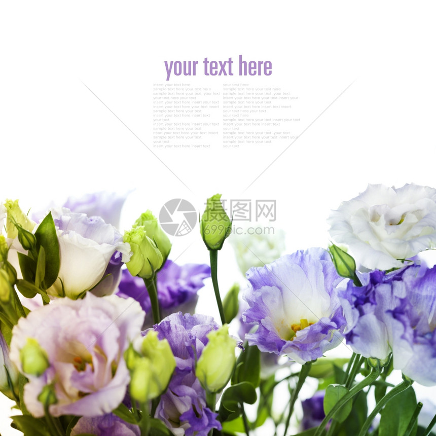 白和紫枯叶花在白上隔离易移动样本文图片