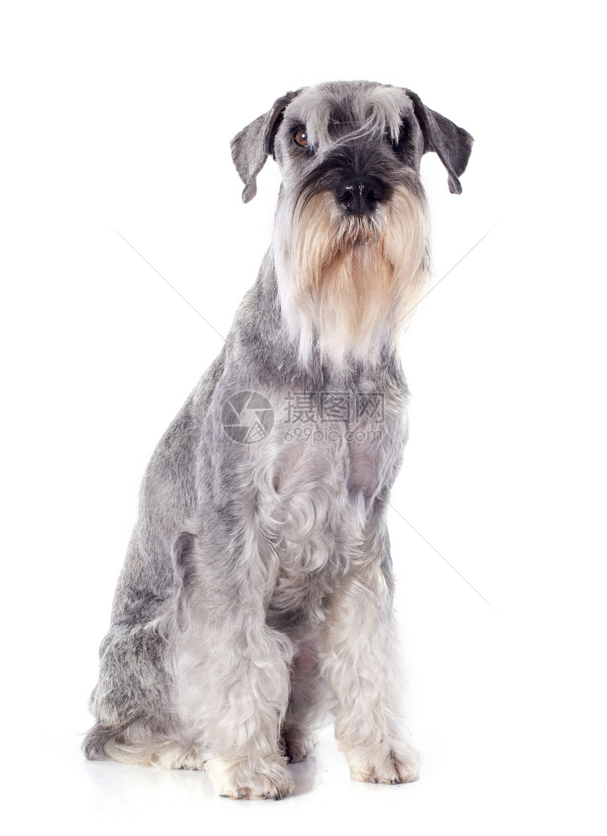 白色背景前的标准schnautzer图片