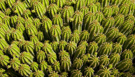 Cactus绿植物生命节沙漠地面覆盖图片