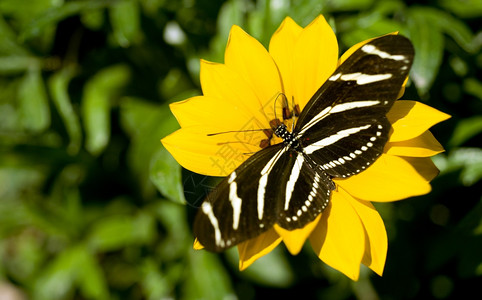 Zebra长翼蝴蝶对黄花图片