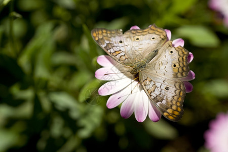 白孔雀蝴蝶昆虫在粉红花园上喂食图片