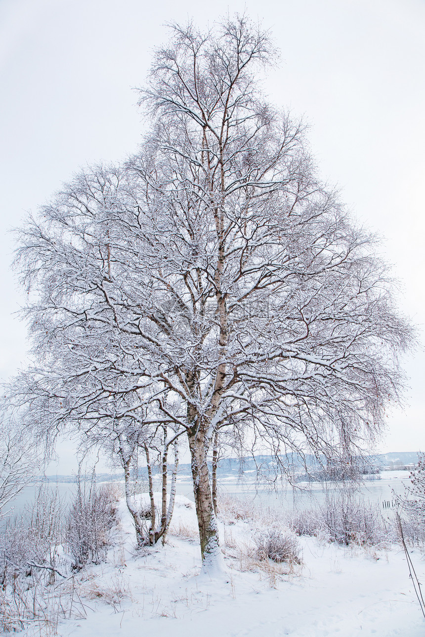 冬季风景有雪树图片