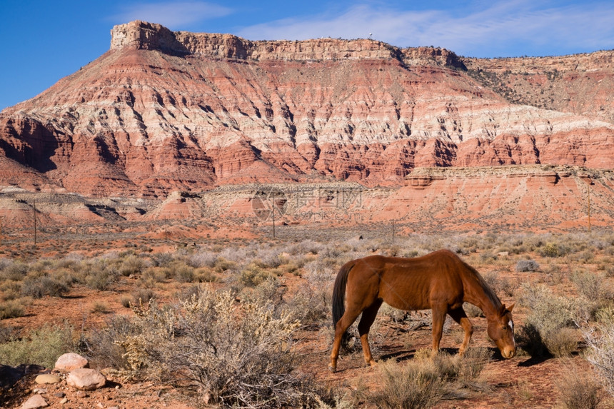 美丽的马匹在令人惊叹的风景中凝固着营养的土壤图片