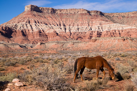 美丽的马匹在令人惊叹的风景中凝固着营养的土壤图片