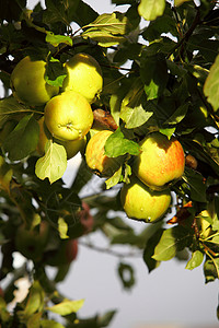 苹果树枝上美丽的苹果高清图片